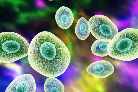 Pneumocystic jirovecii