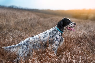 shutterstock_2404368359